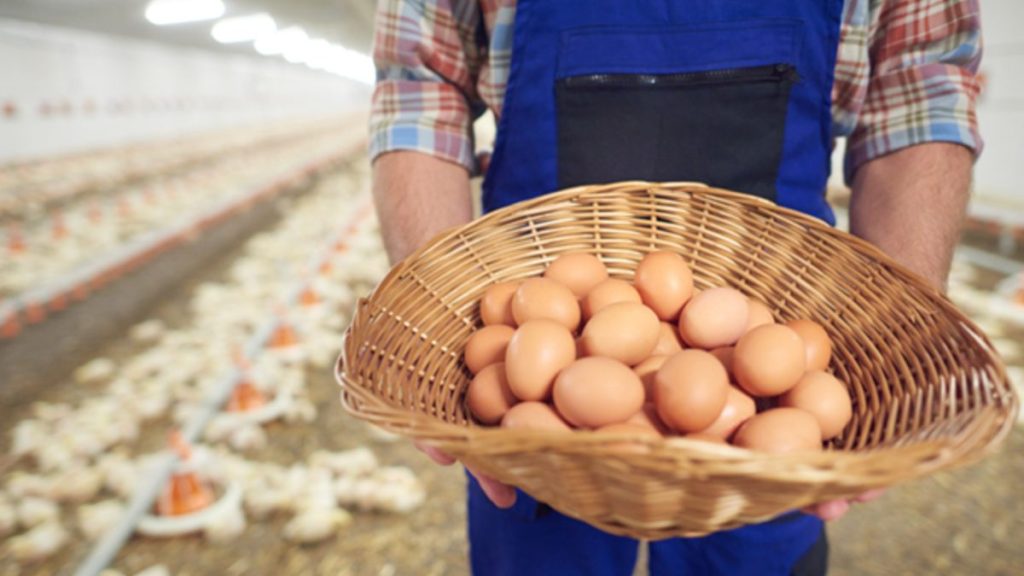 The Best Poultry Lighting Conditions For More Egg Production